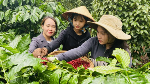 Giá cà phê hôm nay 29/6/2025, thị trường trong nước tăng nhẹ