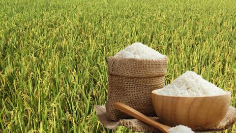 Giá lúa gạo hôm nay ngày 1/7: Lúa tươi đảo chiều giảm mạnh