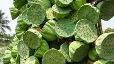 Sở NN&PTNT An Giang kêu gọi hỗ trợ tiêu thụ sen