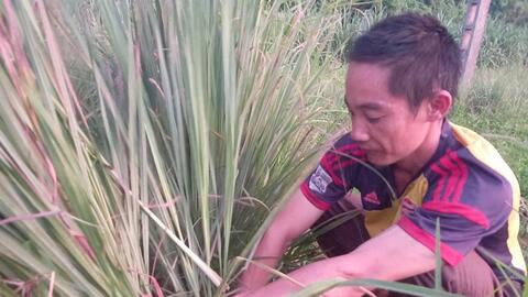 Hoà Bình: Chỉ trồng 1,5 ha sả, anh nông dân sống khỏe