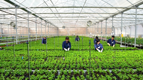 Những bài học kinh nghiệm trong quy hoạch vùng trồng