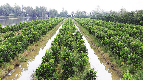 Đồng bằng sông Cửu Long quy hoạch mở rộng vùng cây ăn trái