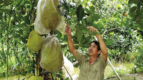 Quy hoạch và câu chuyện cây mít Thái