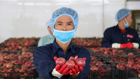 Ngành nông nghiệp Gia Lai đưa ra các giải pháp ổn định sản xuất