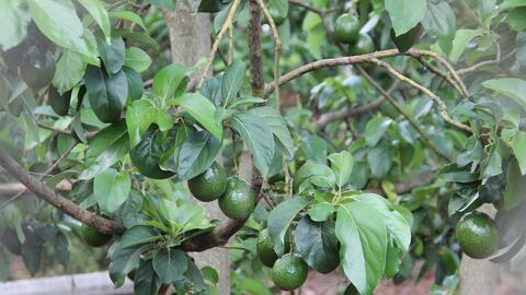 Đắk Lắk kêu gọi tiêu thụ hơn 80.000 tấn sầu riêng, bơ