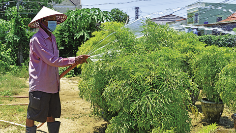 Mô hình trồng cây đinh lăng của lão nông Cẩm Hà