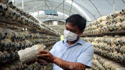 Anh Lê Đình Trúc làm giàu nhờ mô hình trồng nấm an toàn