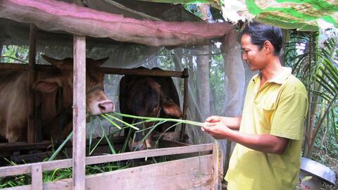 Bệnh viêm da nổi cục trên trâu, bò xuất hiện tại nhiều địa phương vùng ĐBSCL 