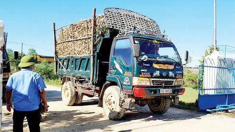 Nhà máy chậm thu mua, người trồng sắn “sốt ruột”