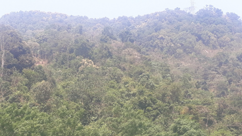 Nậm Nhùn nâng cao tỷ lệ độ che phủ rừng