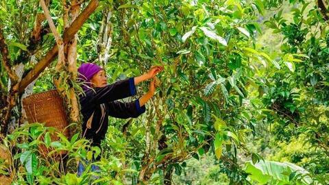Nông thôn Tây Bắc: Hội thảo thúc đẩy phát triển sản xuất - tiêu thụ gạo chất lượng cao ở Điện Biên