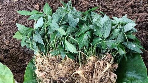 Quảng Nam phát triển cây dược liệu quý hiếm