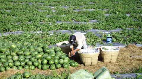 Giá dưa hấu tăng mạnh 