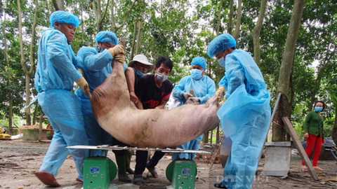 Chưa kịp mừng với giá lợn, lại lo dịch tả