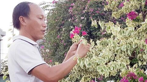 “Sống khỏe” nhờ trồng hoa giấy