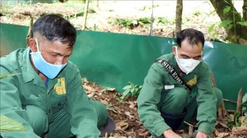 Ươm mầm sâm trên đỉnh Ngọc Linh