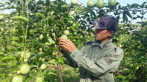 Vợ chồng liều vay tiền trồng 6000m2 nho, sau 2 năm đã có lãi, quả ra đến đâu người mua đến đó