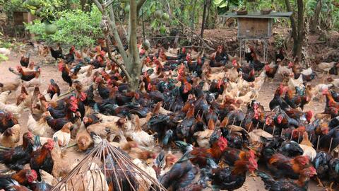 Nông dân Tây Bắc lãi cao nhờ cách nuôi gà kiểu này ở Hoà Bình