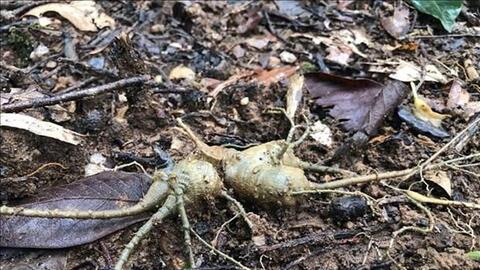 Kon Tum: Phát huy lợi thế cây trồng để giúp người dân vùng căn cứ cách mạng thoát nghèo