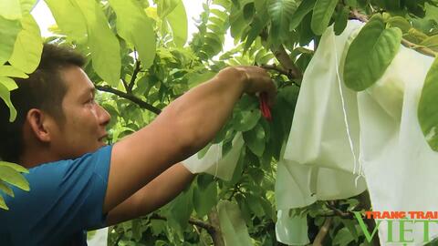 Nông thôn Tây Bắc: Triển vọng phát triển cây Na Thái tại Chiềng Hắc