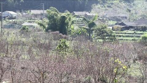 Đào nở sớm, người dân vùng cao Kỳ Sơn lo thất thu dịp Tết