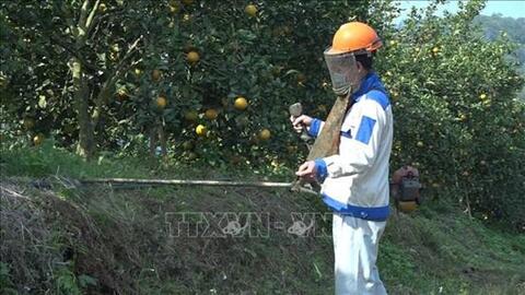 Yên Bái đầu tư các mô hình sản xuất nông sản sạch