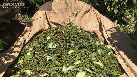 Giá tiêu tăng cao, nông dân Tây Nguyên rộn ràng thu hoạch, nhiều nhà lãi hàng trăm triệu đồng