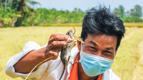 Nghề lạ: Giậm cù bắt chuột, nhậu ngay tại ruộng