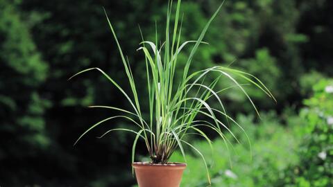 Thời buổi sả đắt "như vàng", sao không thử trồng bằng cách đơn giản này