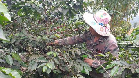 Nông thôn Tây Bắc: Triển vọng cho cây Mắc ca ở Tuần Giáo