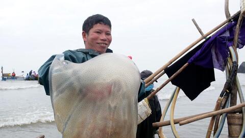 Ngư dân hối hả vào mùa đánh bắt sứa biển