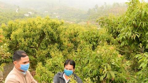 Bắc Giang: Người trồng vải thiều kêu trời vì giá phân bón tăng chóng mặt