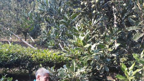 Lai Châu phấn đấu thành thủ phủ cây mắc ca của cả nước