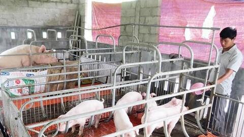 Thừa Thiên – Huế phát triển chăn nuôi theo hướng hữu cơ, an toàn sinh học