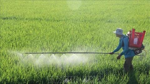 Sử dụng phân hữu cơ giảm chi phí sản xuất lúa trên 4,5 triệu đồng/ha ở Trà Vinh