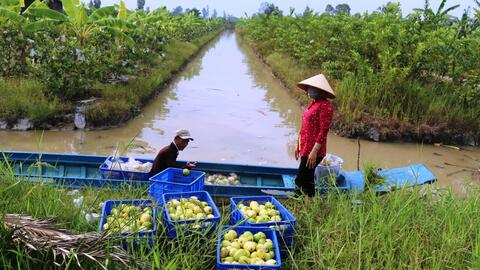 Nâng cao chất lượng trái cây bằng biện pháp bao trái 