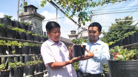 Cây dâu tây "bén rễ" trên đất cù lao 