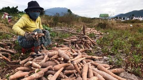 1 loại cây xuất khẩu thu tỷ đô la, thế mà không có cây giống sạch bệnh, nhà nông mòn mỏi mong chờ