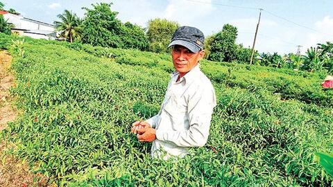 Giá ớt chỉ thiên tăng cao, nhưng cần thận trọng khi mở rộng diện tích 