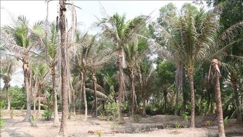 Phòng trừ sâu đầu đen hại dừa bằng các giải pháp sinh học