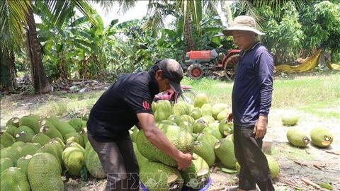Đồng Tháp: Nông dân thua lỗ vì mít Thái giảm giá