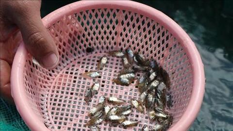 Ngư dân Ninh Thuận trúng mùa khai thác cá dìa giống