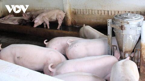 Thức ăn tăng giá, lợn hơi bán rẻ, người chăn nuôi ở Cần Thơ đang tính "treo chuồng"