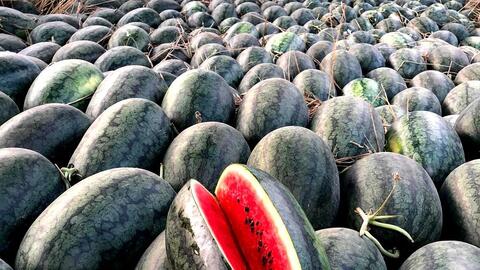 Đóng cửa khẩu biên giới, dưa hấu Nghệ An vẫn 'được mùa, được giá'