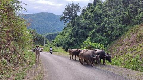 Lai Châu phát triển chăn nuôi theo hướng tập trung, bền vững
