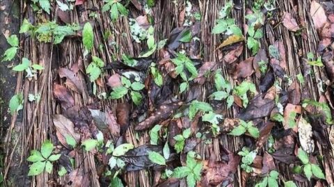 Phòng trừ nấm bệnh gây hại trên cây sâm Ngọc Linh