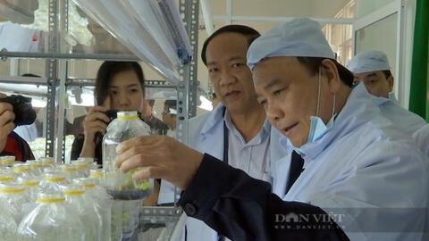 Sớm có chương trình quốc gia phát triển cây "tiền tỷ" sâm Ngọc Linh