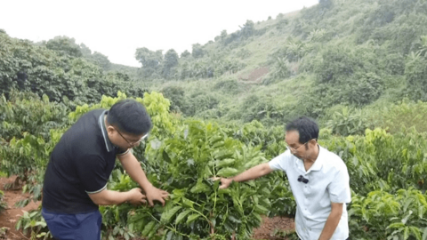 Sơn La: Phát triển cà phê chất  lượng cao
