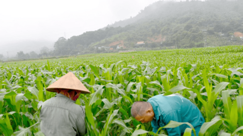Nông dân vùng cao vạch lá bắt sâu hại ngô vụ đông