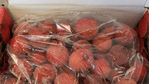 Vải thiều 'đi máy bay' từ Úc về Việt Nam, giá 1,3 triệu đồng/kg